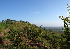 蘋果基地