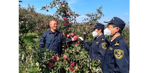 海關(guān)助力煙臺紅富士搶“鮮”出口