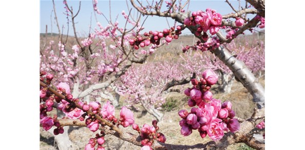 美到窒息！棲霞千畝梅花谷，暗香浮動(dòng)醉游人